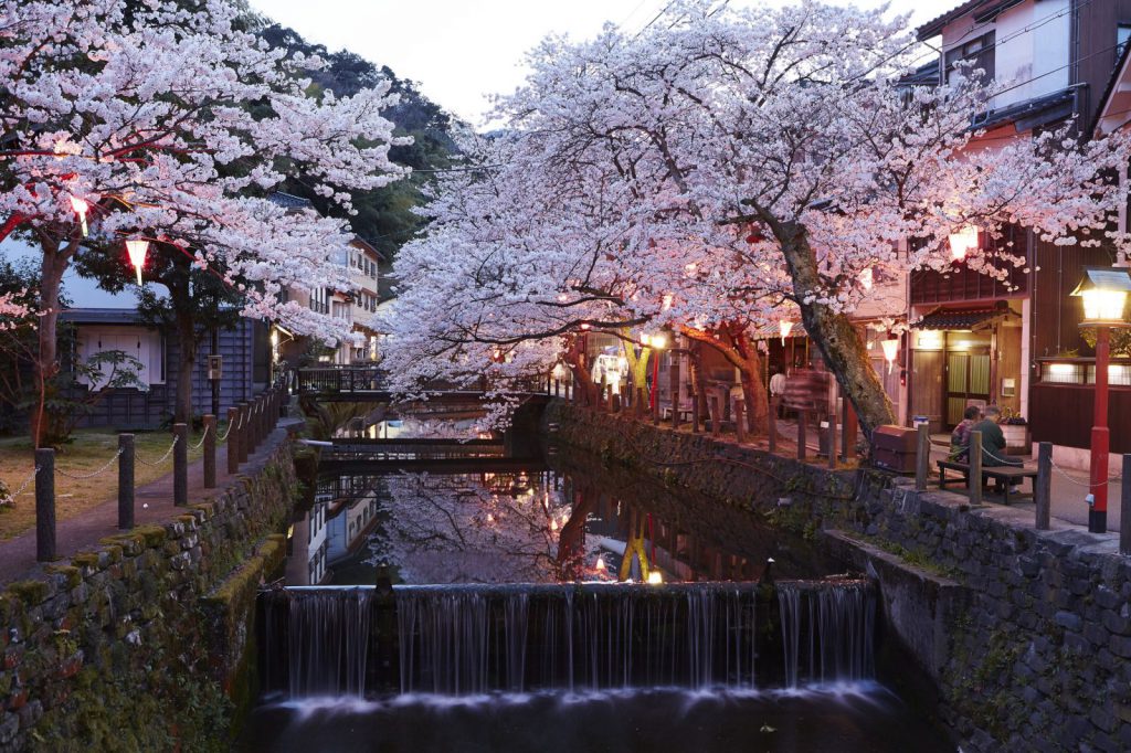 Cerisier du Japon en fleurs