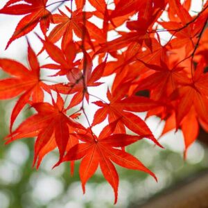 shubun no hi équinoxe d'automne au Japon